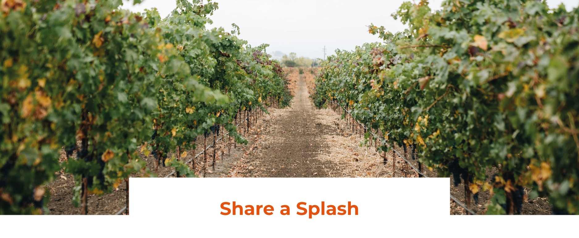 vmvinhos-shareasplash-4