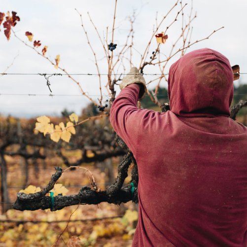 vmvinhos-shareasplash-5