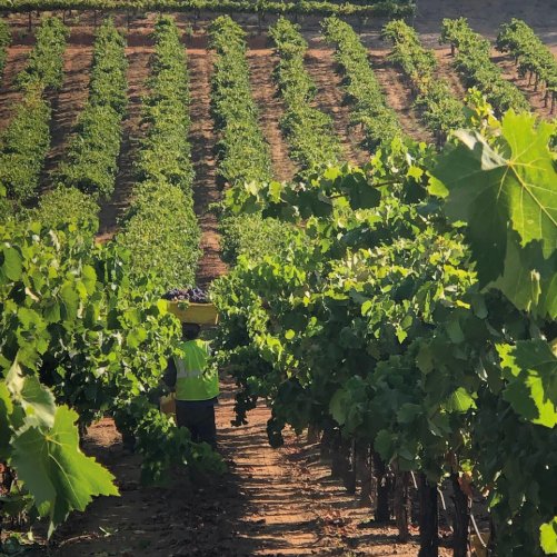 vmvinhos-shareasplash-7