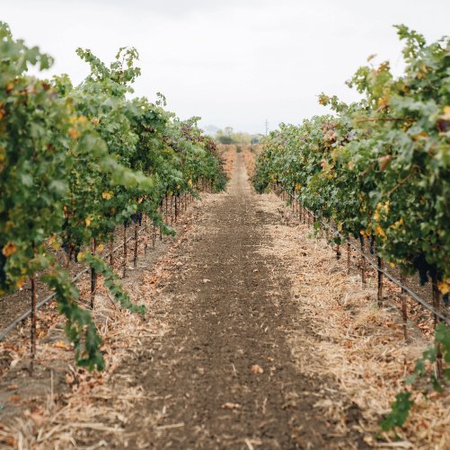 vmvinhos-shareasplash-8