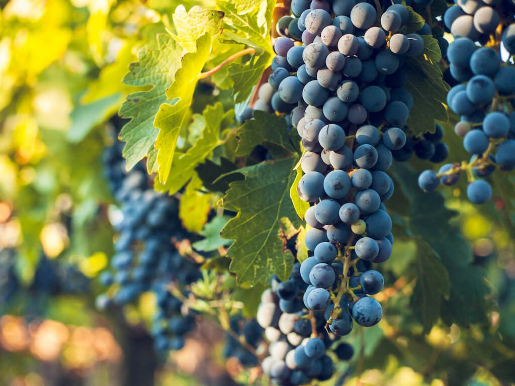 Tipos de uva para vinho: 14 tipos e suas características | VM Vinhos ...