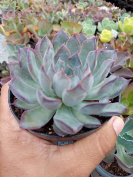 Echeveria Dark Ice Suculentas