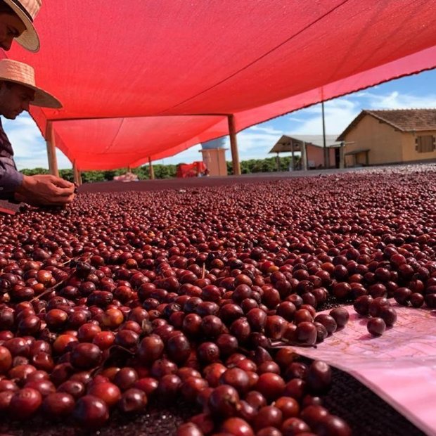 Café RARO 250g | Encantos do Café | A sua loja de café especial