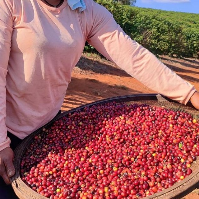 Café RARO 1kg | Encantos do Café | A sua loja de café especial