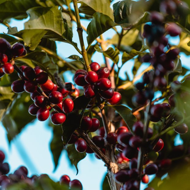 Café RARO 250g | Encantos do Café | A sua loja de café especial