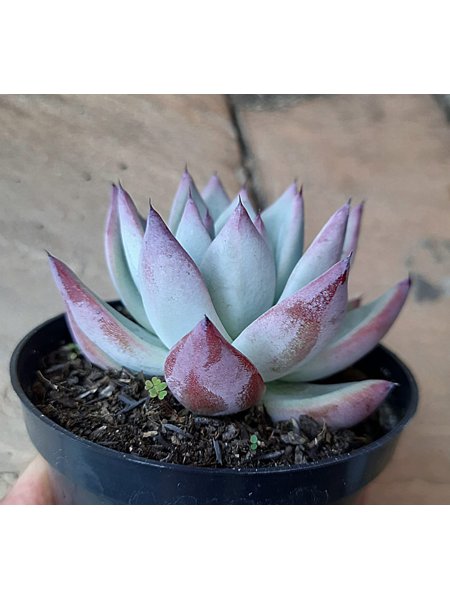 produto ls078 echeveria colorata ice - Página 22 - Busca na Lovely