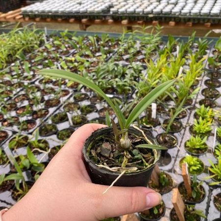 yamadara x encyclia randii | Orquidário Recanto das Orquídeas ES