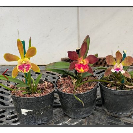 yamadara x encyclia randii | Orquidário Recanto das Orquídeas ES