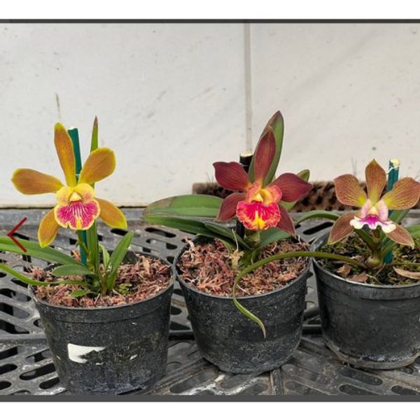 yamadara x encyclia randii | Orquidário Recanto das Orquídeas ES