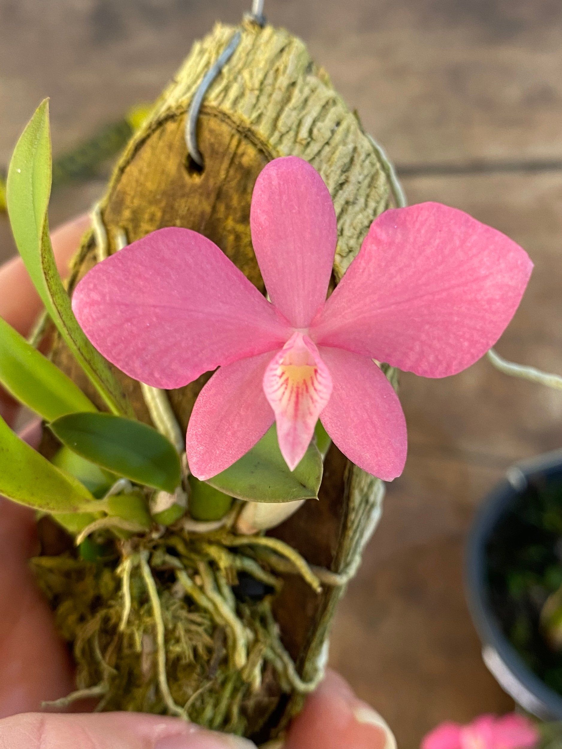 Sophronitis wittigiana com flor | Orquidário Recanto das Orquídeas ES