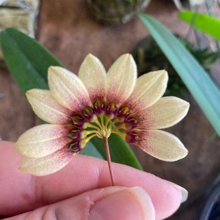 bulbophyllum daisy chain | Orquidário Recanto das Orquídeas ES