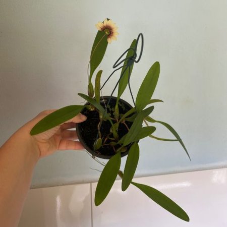 bulbophyllum daisy chain | Orquidário Recanto das Orquídeas ES