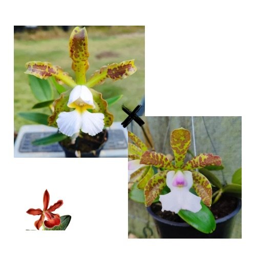 C. Schilleriana Albescens x C. Aclandiae Albescens | Orquidário