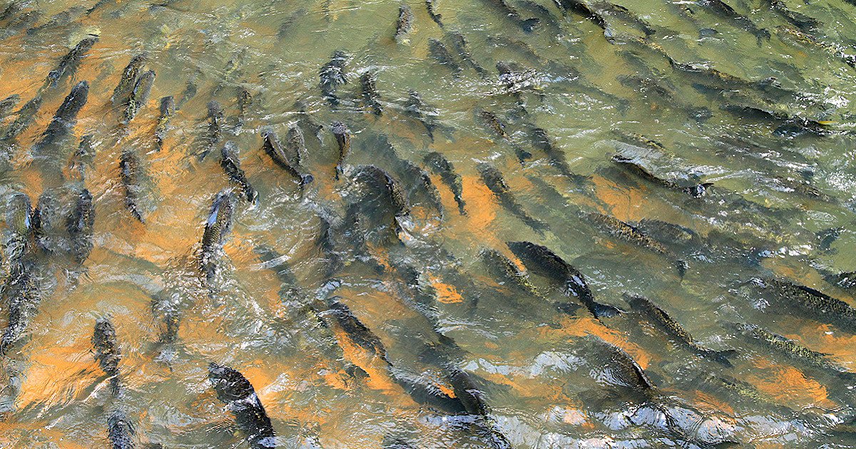 Os peixes subiram o rio — e agora? Entenda as regras da Piracema no RS ...