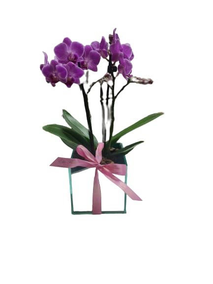 Mini Orquídeas No Vaso Espelhado