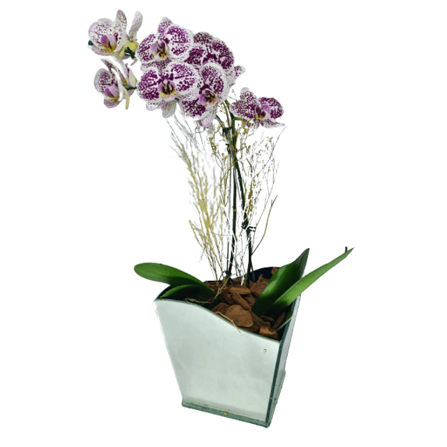 Orquídea Phalaenopsis Dálmata - Preço Orquídea Phalaenopsis Dálmata -  Comprar Orquídea Phalaenopsis Dálmata | Elis Flores e Presentes Ltda