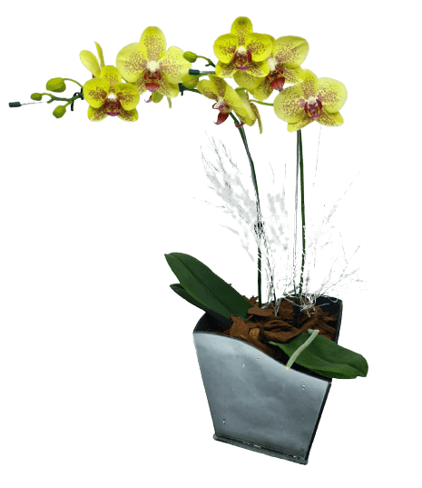 Orquídea Phalaenopsis Amarela - Preço Orquídea Phalaenopsis Amarela -  Comprar Orquídea Phalaenopsis Amarela | Elis Flores e Presentes Ltda