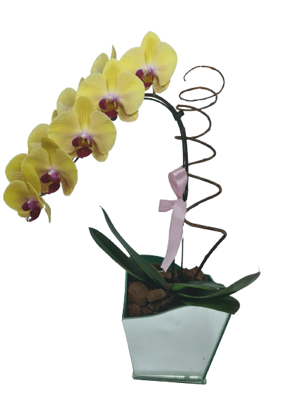 Orquídea cascata amarela - Preço Orquídea cascata amarela - Comprar Orquídea  cascata amarela | Elis Flores e Presentes Ltda