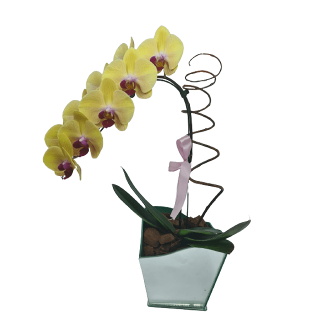 Orquídea cascata amarela - Preço Orquídea cascata amarela - Comprar Orquídea  cascata amarela | Elis Flores e Presentes Ltda