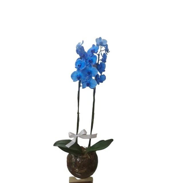 Orquidea  Azul no Vaso de Vidro