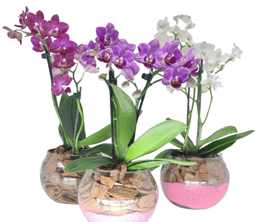 Mini Orquídea (cores variadas) no vaso de vidro - Preço Mini Orquídea  (cores variadas) no vaso de vidro - Comprar Mini Orquídea (cores variadas)  no vaso de vidro | Elis Flores e Presentes Ltda