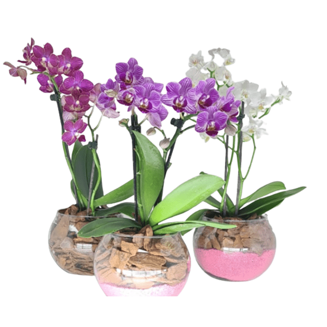 Mini Orquídea (cores variadas) no vaso de vidro - Preço Mini Orquídea  (cores variadas) no vaso de vidro - Comprar Mini Orquídea (cores variadas)  no vaso de vidro | Elis Flores e Presentes Ltda