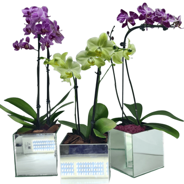 Mini Orquidea (cores variadas) - Preço Mini Orquidea (cores variadas) -  Comprar Mini Orquidea (cores variadas) | Elis Flores e Presentes Ltda