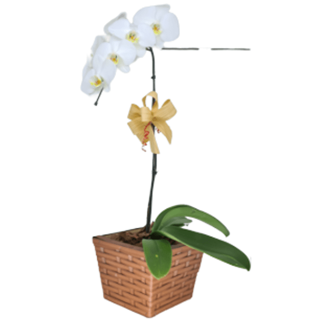 Orquídea Phalaenopsis meia cascata Branca | Elis Flores e Presentes Ltda