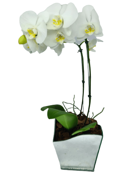Orquídea Phalaenopsis Branca - Preço Orquídea Phalaenopsis Branca - Comprar  Orquídea Phalaenopsis Branca | Elis Flores e Presentes Ltda