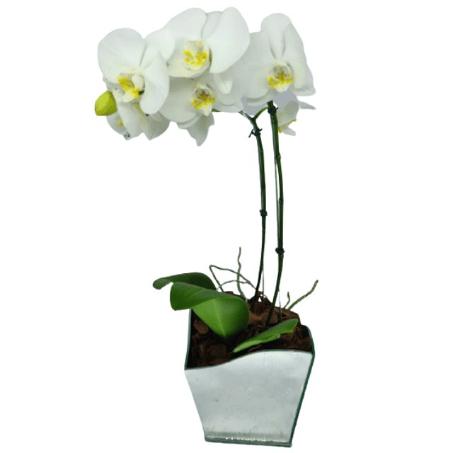 Orquídea Phalaenopsis Branca - Preço Orquídea Phalaenopsis Branca - Comprar  Orquídea Phalaenopsis Branca | Elis Flores e Presentes Ltda