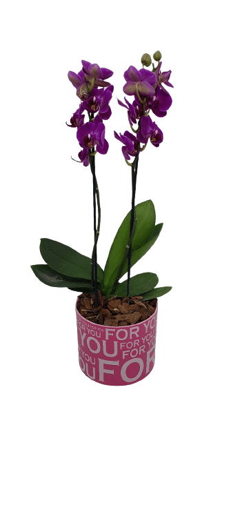 Mini Orquidea roxa | Elis Flores e Presentes Ltda