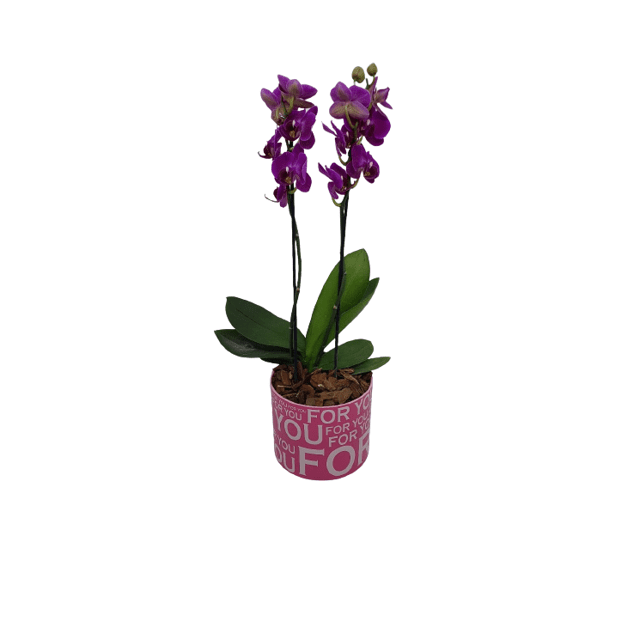 Mini Orquidea roxa | Elis Flores e Presentes Ltda