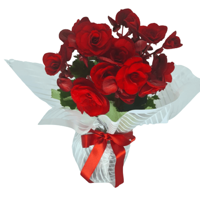 Begônia vermelha decorada - Preço Begônia vermelha decorada - Comprar Begônia  vermelha decorada | Elis Flores e Presentes Ltda