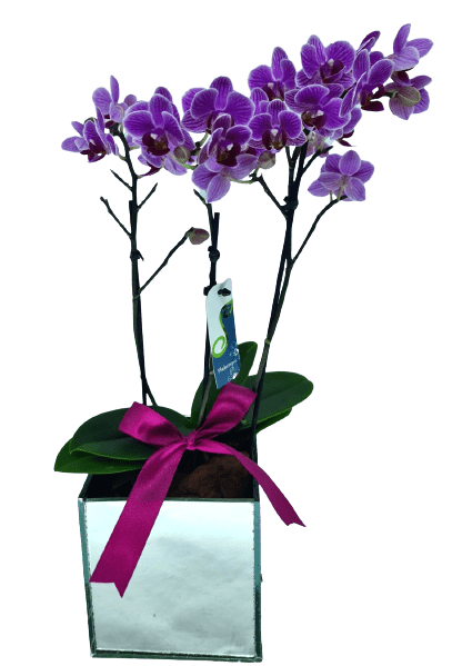 Mini orquídea roxa com laço de cetim - Preço Mini orquídea roxa com laço de  cetim - Comprar Mini orquídea roxa com laço de cetim | Elis Flores e  Presentes Ltda