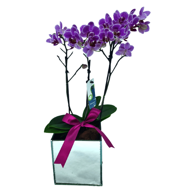 Mini orquídea roxa com laço de cetim - Preço Mini orquídea roxa com laço de  cetim - Comprar Mini orquídea roxa com laço de cetim | Elis Flores e  Presentes Ltda