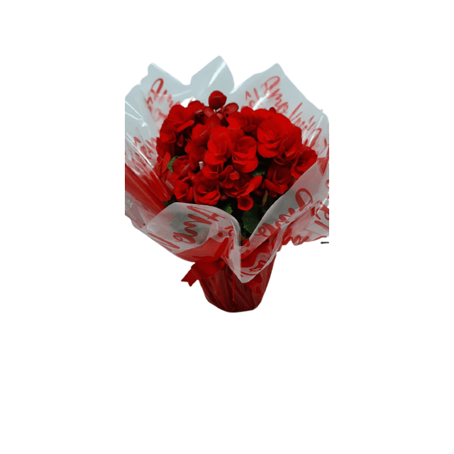 Begonia Vermelha Love | Elis Flores e Presentes Ltda