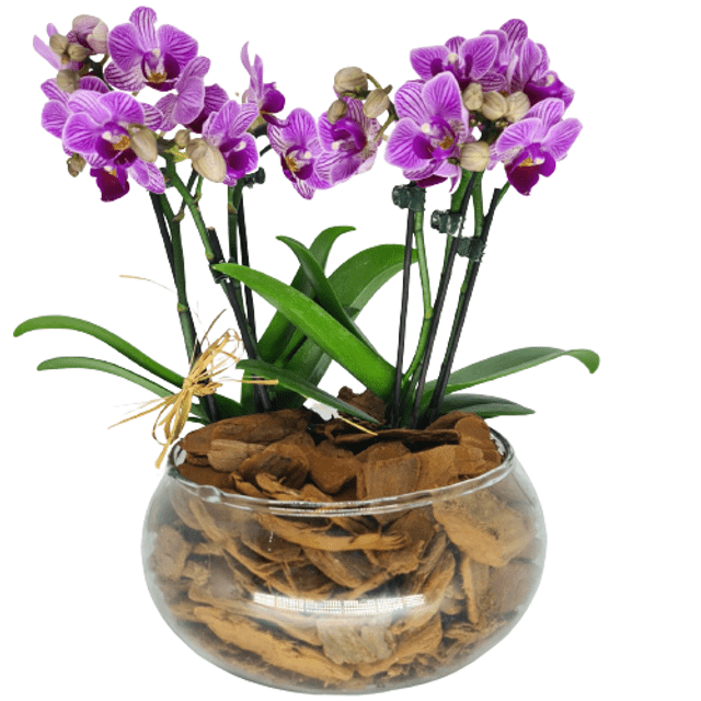 Mini orquídeas no vaso - Preço Mini orquídeas no vaso - Comprar Mini  orquídeas no vaso | Elis Flores e Presentes Ltda