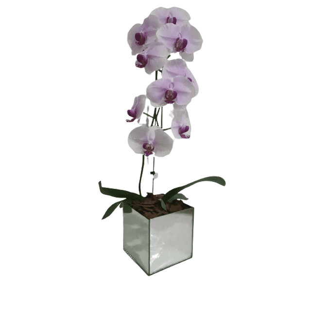 Orquídea cascata no vidro lilás - Preço Orquídea cascata no vidro lilás -  Comprar Orquídea cascata no vidro lilás | Elis Flores e Presentes Ltda